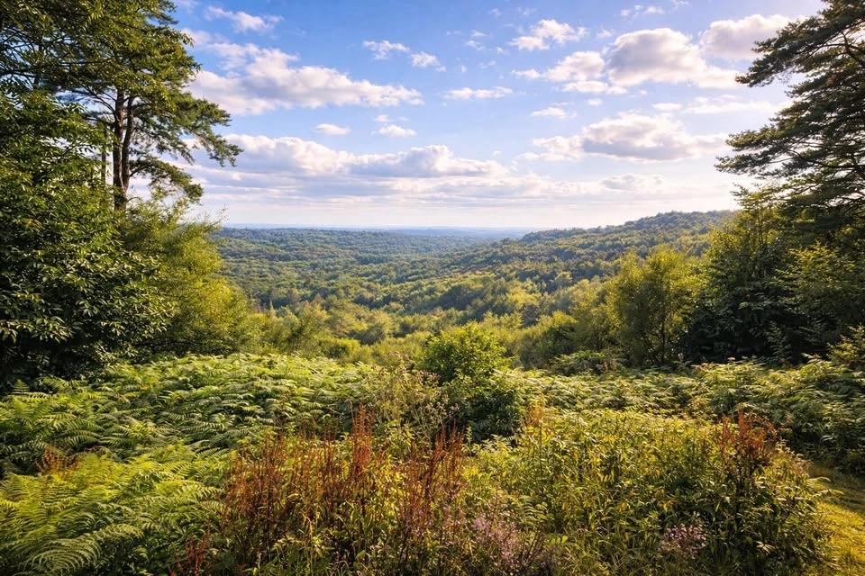 HIKE 17km Heathlands, ancient woods, panoramic views and the Devils Punchbowl