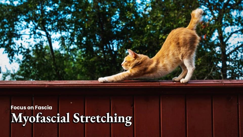 FOF: Myofascial Stretching