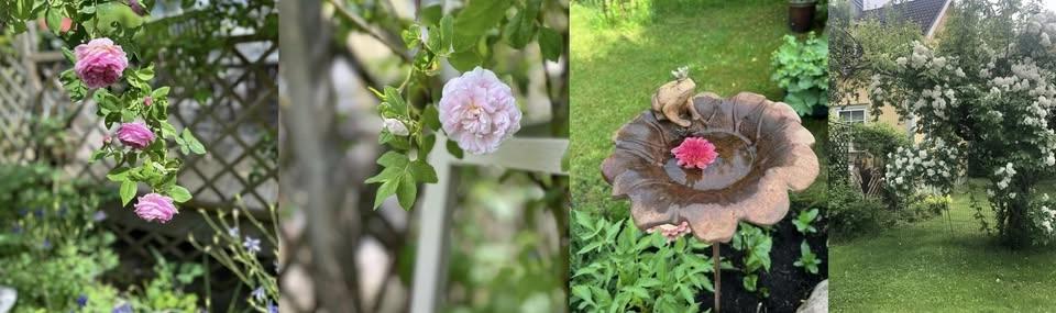 Öppna trädgårdar i Spånga Solhem/Nälsta