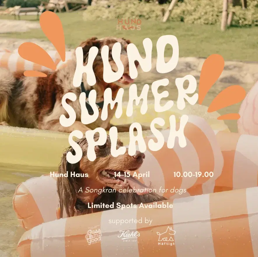 Hund Summer Splash