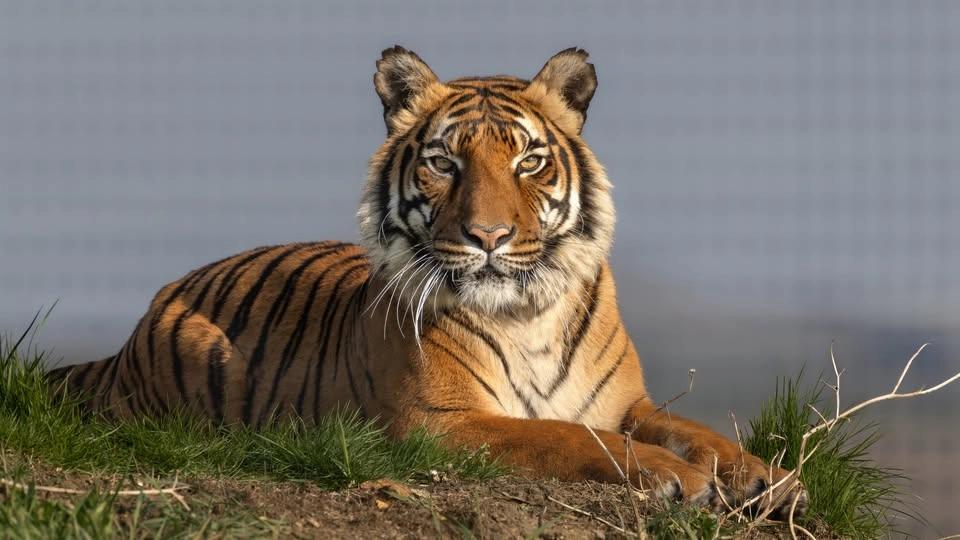 Tiger Day!