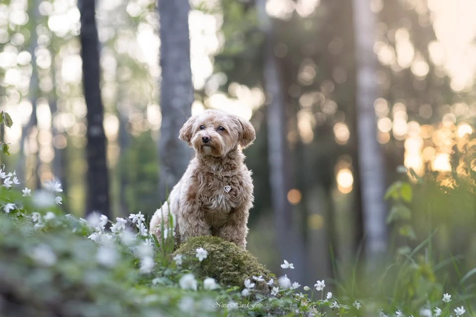 Mini sessioner bland vitsippor i Stockholms skogar