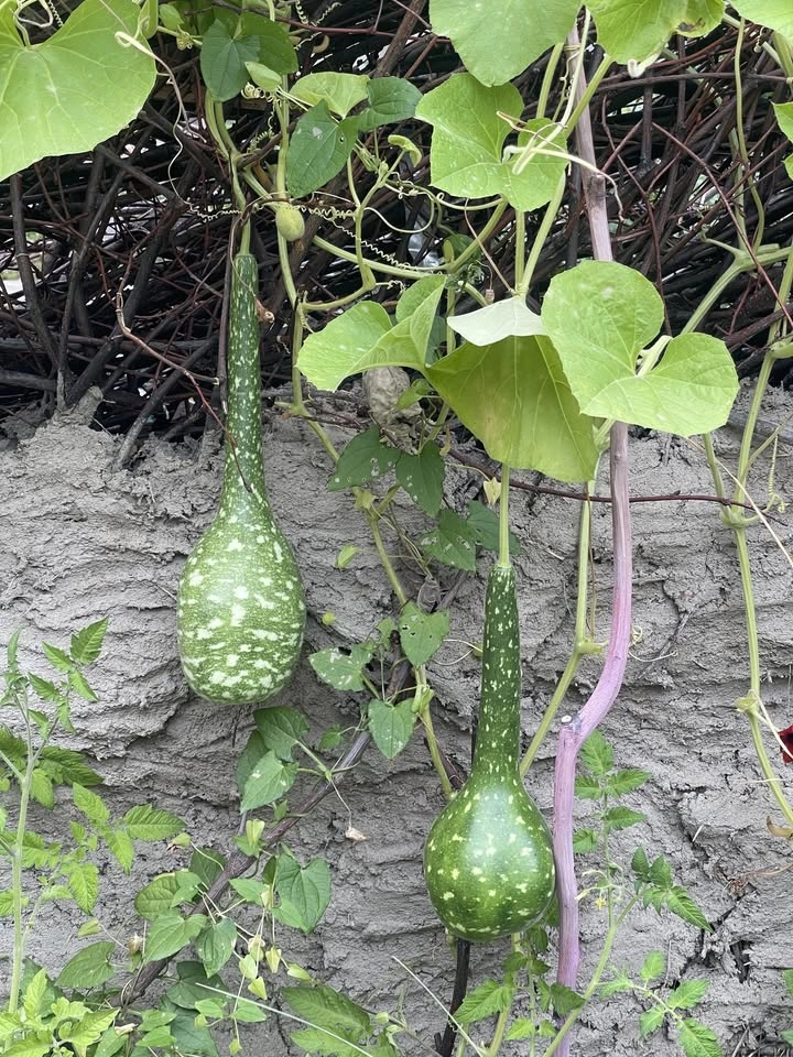 Odla din egen Kalebass!