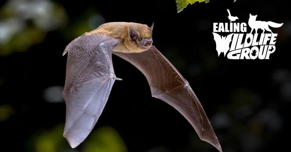 Bat Walk @ Blondin Park