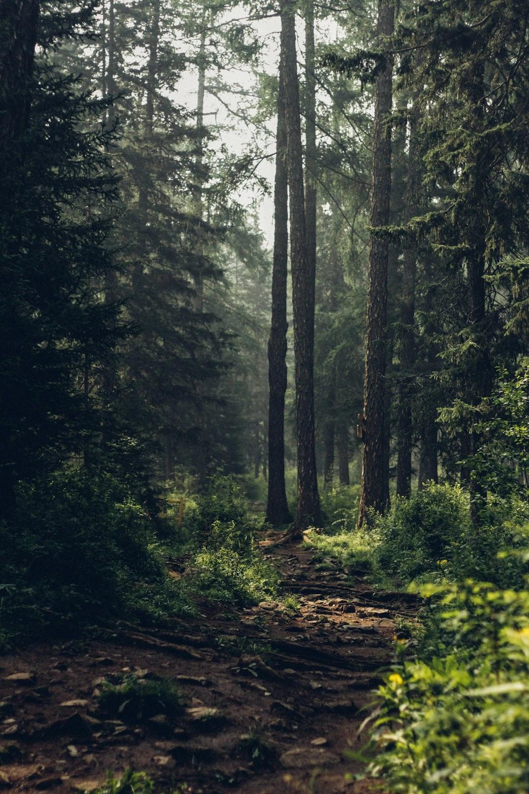 New Forest на велосипедах: лес, деревни и английское лето