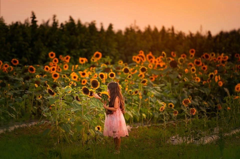Sunflower Festival