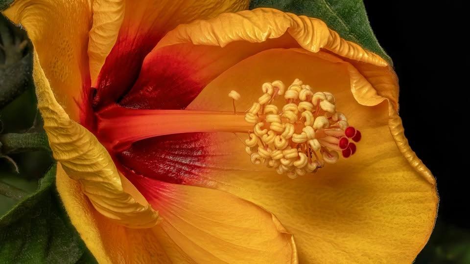 Important Techniques and Equipment in Macro Photography | Sponsored by Bolt