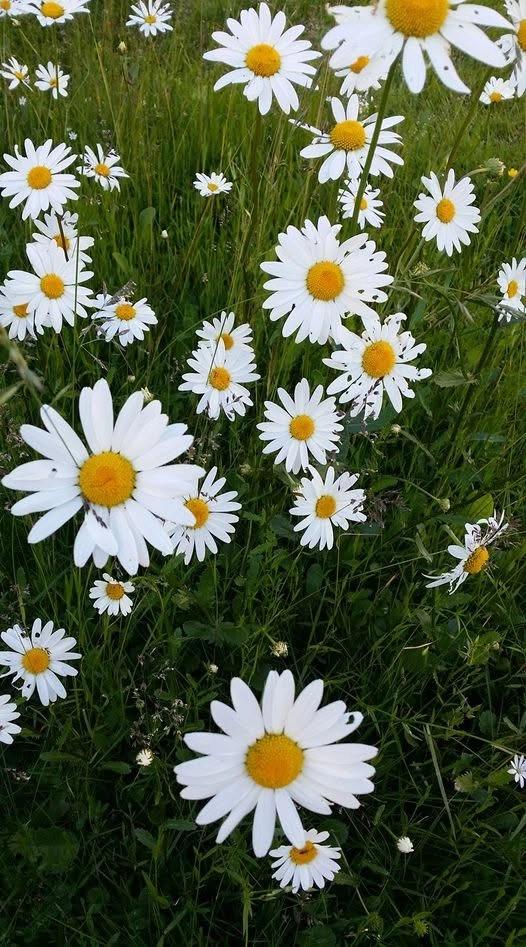 Maja stången Åkerö torsdag 25 juni 2026