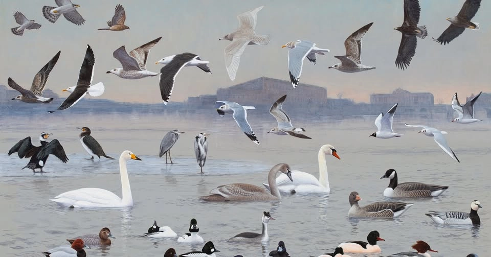 Föredrag i Labbet med fåglar i fokus - en guide till fågellivet på Djurgården!