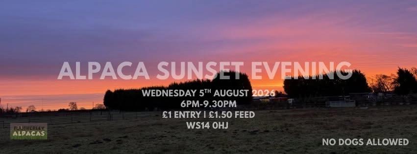 Alpaca Sunset Evening