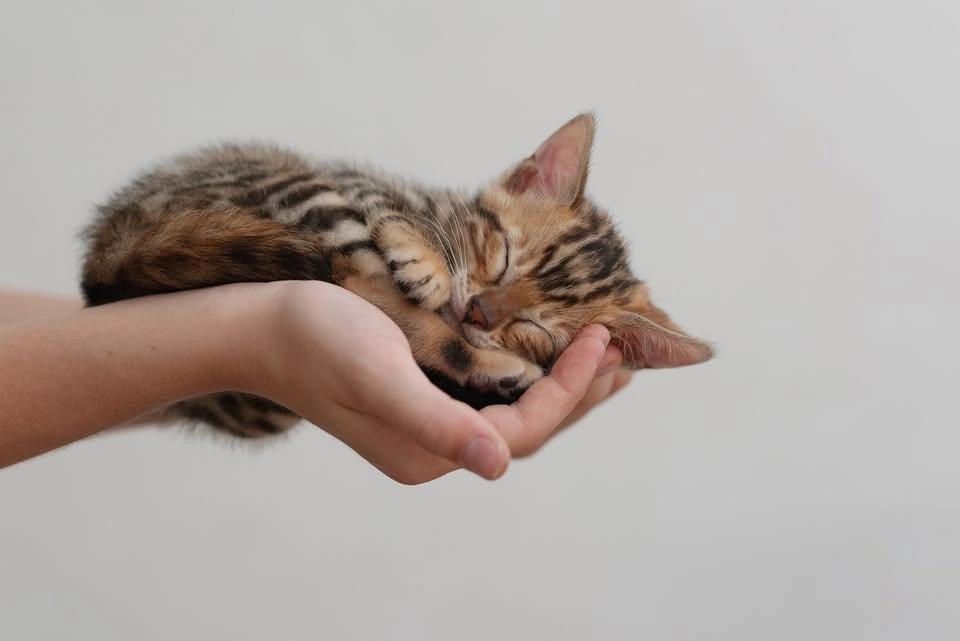 Weltkatzentag beim Tierschutz Siebengebirge