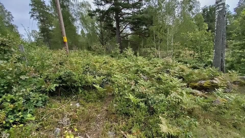 AKTIVITETSDAG FÖR BIOLOGISK MÅNGFALD i RÖLLINGBY BACKAR