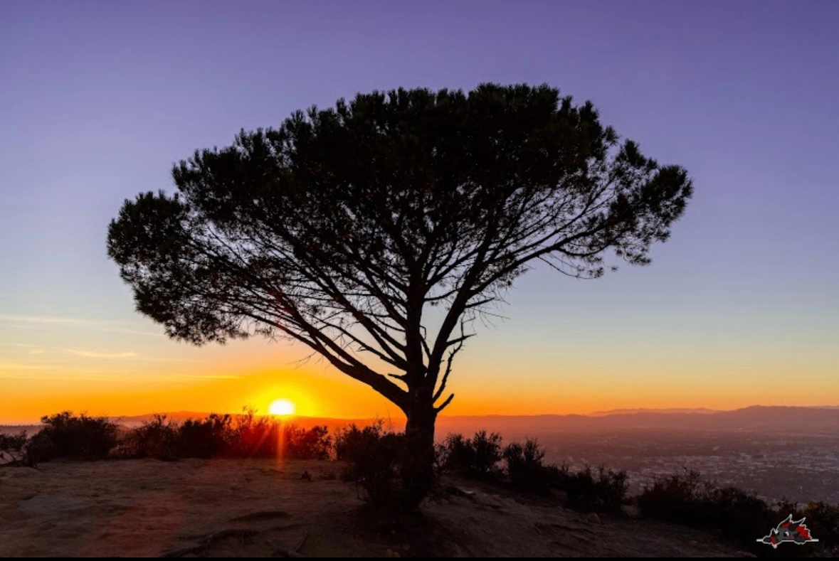 🌳✨ April Hike: The Wisdom Tree – A Place for Wishes ✨🌳