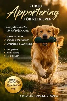 Jaktlydnad och apportering för retrievers och andra fågelhundar-Grundkurs