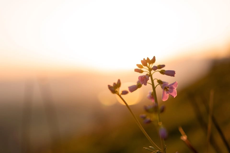 Den mörka natten som övergår i den ljusa våren