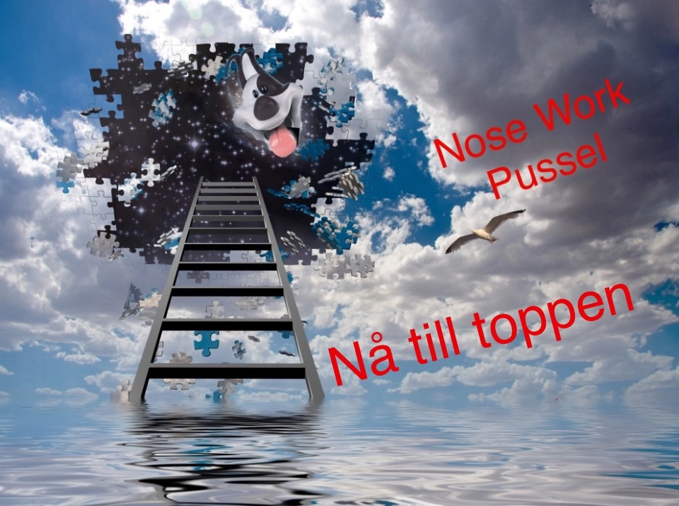 Vidareutveckling för Nose Work instruktörer