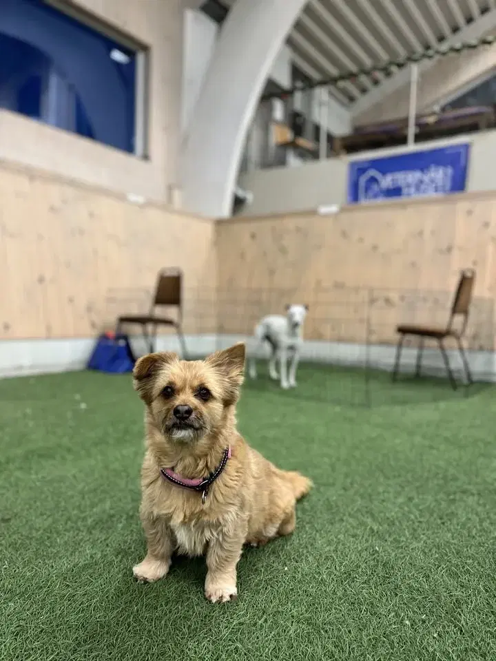 Nose Work tematräning inomhussök - tema djupa gömmor 🗄️