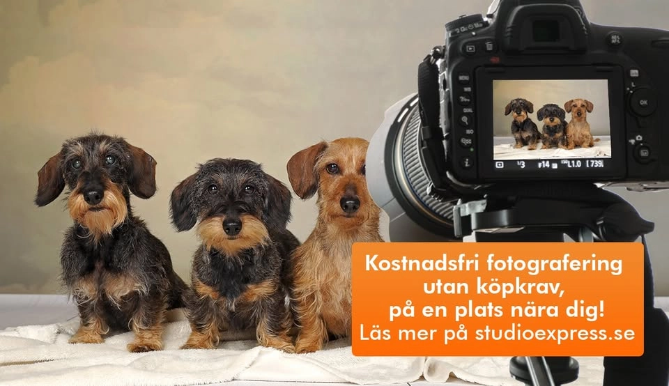 Arken Zoo Karlstad - Kostnadsfri djur-, barn- och familjefotografering