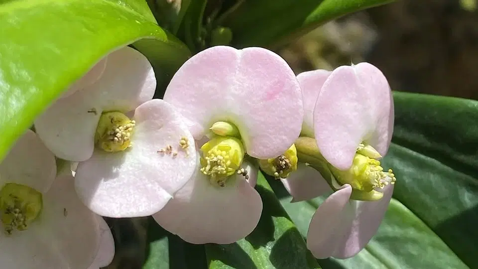 Visning i Tropiska växthuset