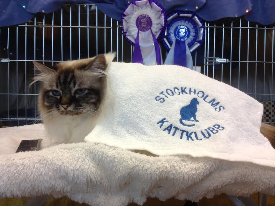 Årsmöte Stockholms Kattklubb 2026