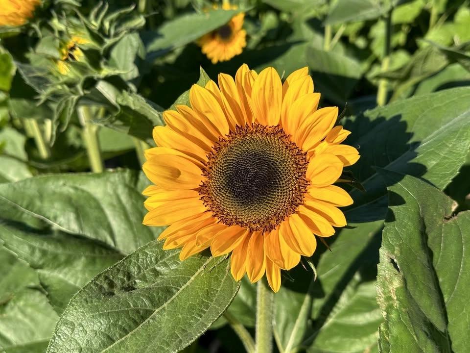 2nd Annual Sunflower Labyrinth