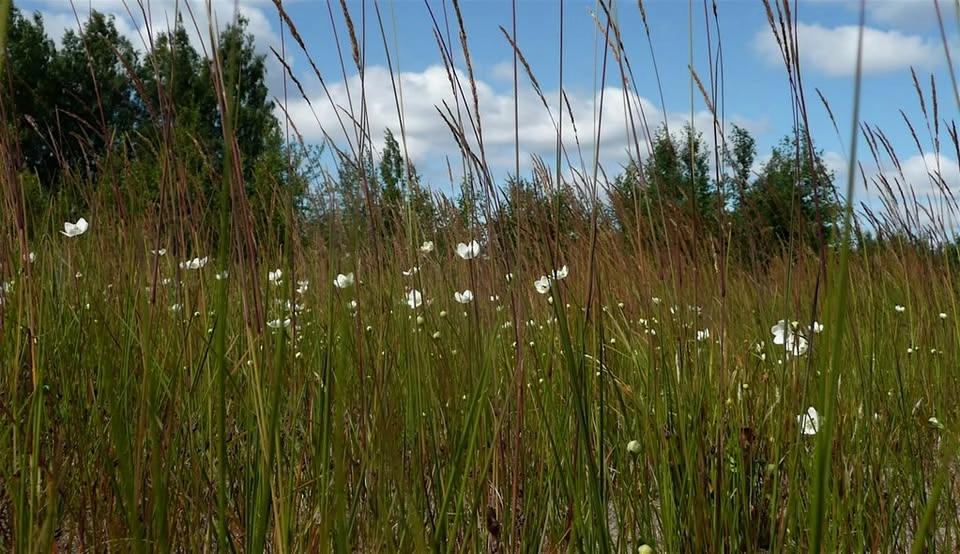 Floravandring Fjällmossen