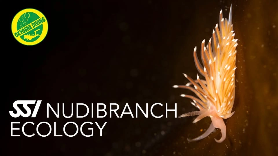 SSI Nudibranch Ecology