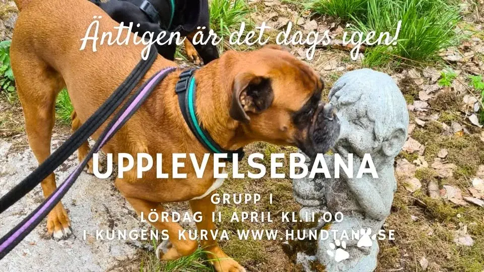 HundTänks Upplevelsebana