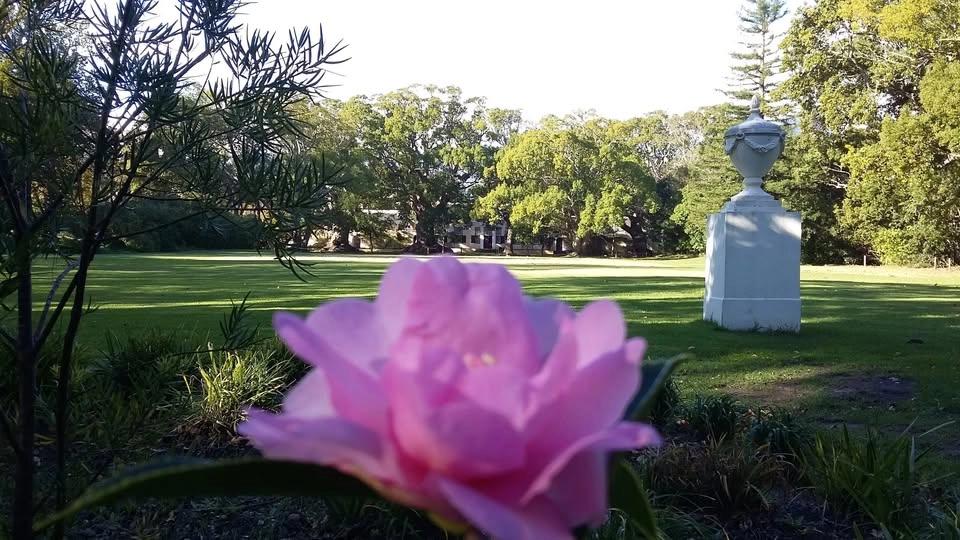Camellias at Vergelegen: Gardens and History