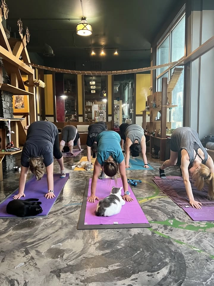 Meowga - Yoga with Cats
