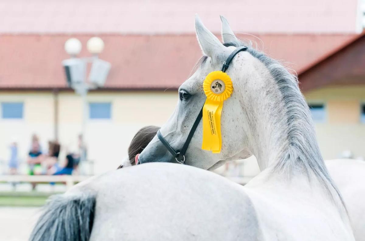 Národní přehlídka koní plemene Shagya arab s mezinárodní účastí 2026