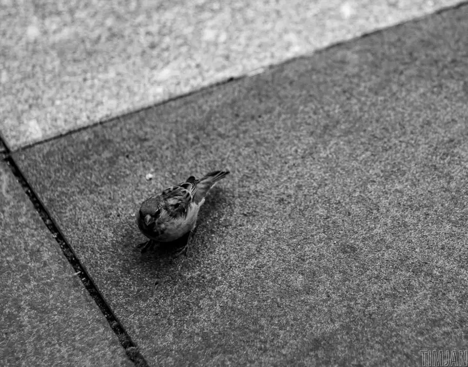 Fotopromenaden Tema Fågel