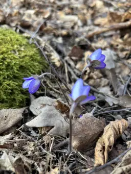 Kundaliniyoga & klangmeditation