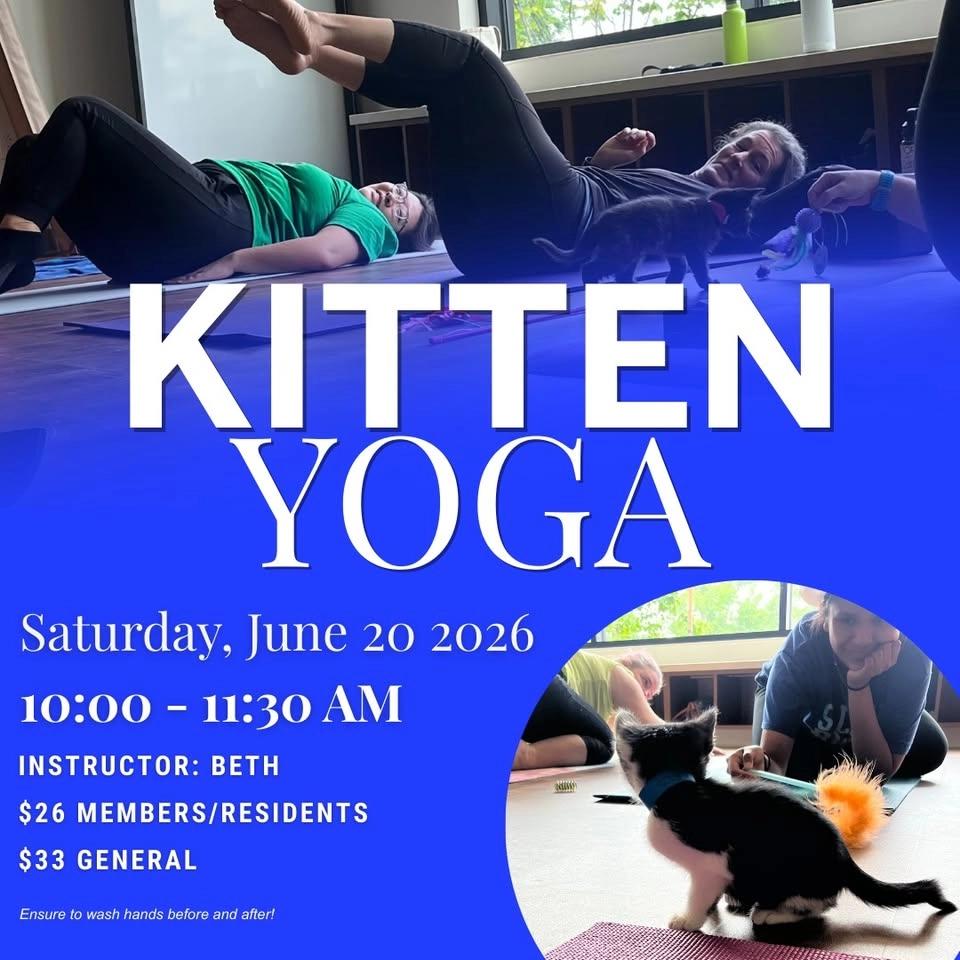 Kitten Yoga