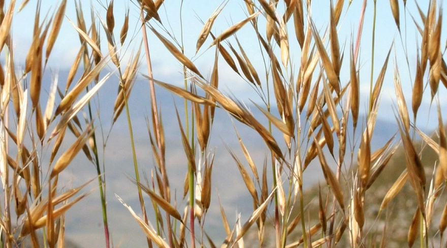The fascinating world of grasses
