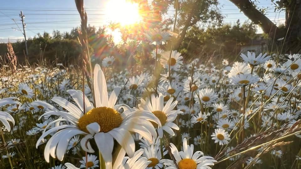 Sommarkonsert: Hej du glada sommar!