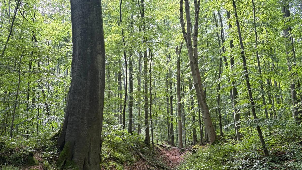 EVENING Silent Walk in the Forest