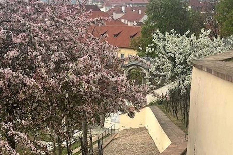 Zelení a zahradami kolem Pražského hradu
