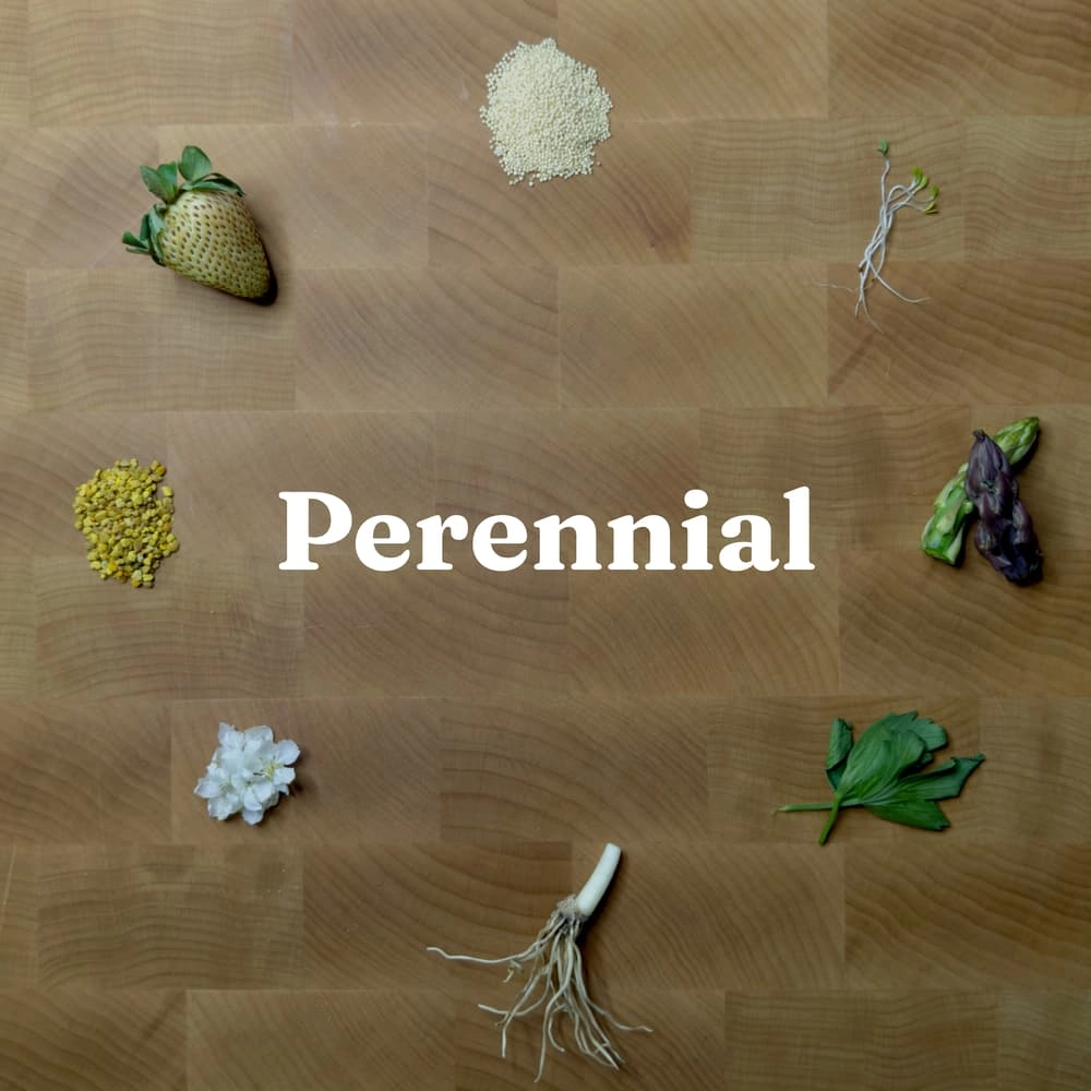 Latitude No. 8 - Perennial