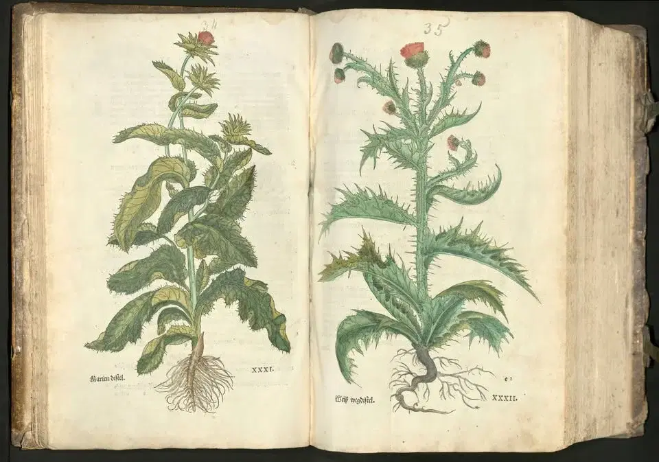 Föredrag: Medicinalväxter och botanikens estetik