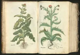 Föredrag: Medicinalväxter och botanikens estetik