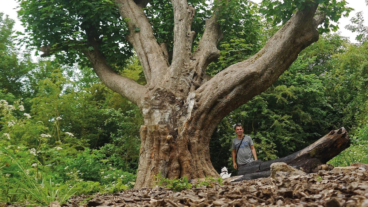 Frome Heritage Tree Walk