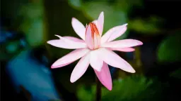 Meditation â Calm Abiding