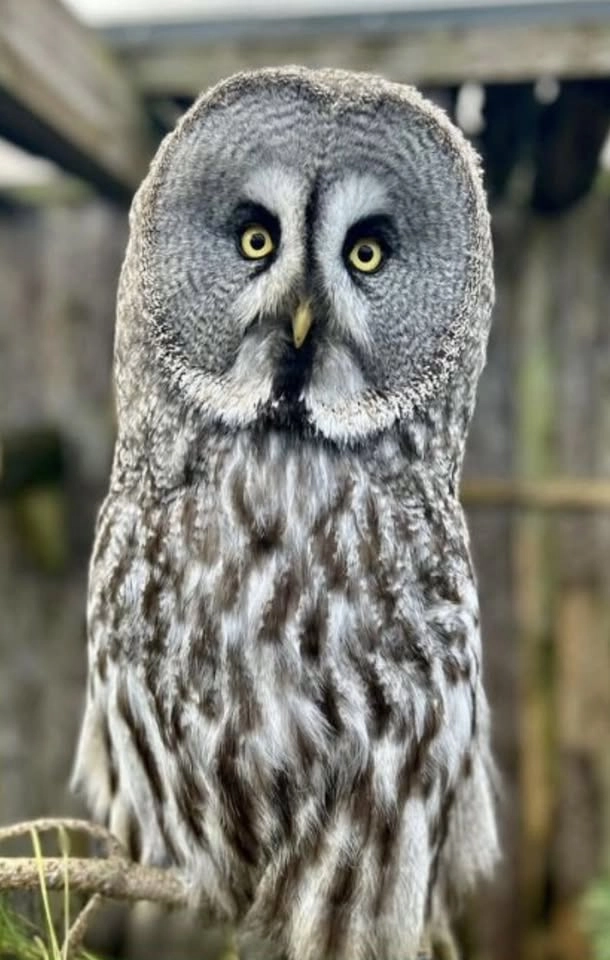 Wise like Dad - Father's Day Owl Experience
