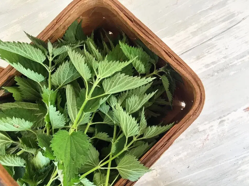 Örtvandring - Vilda växter som mat & medicin