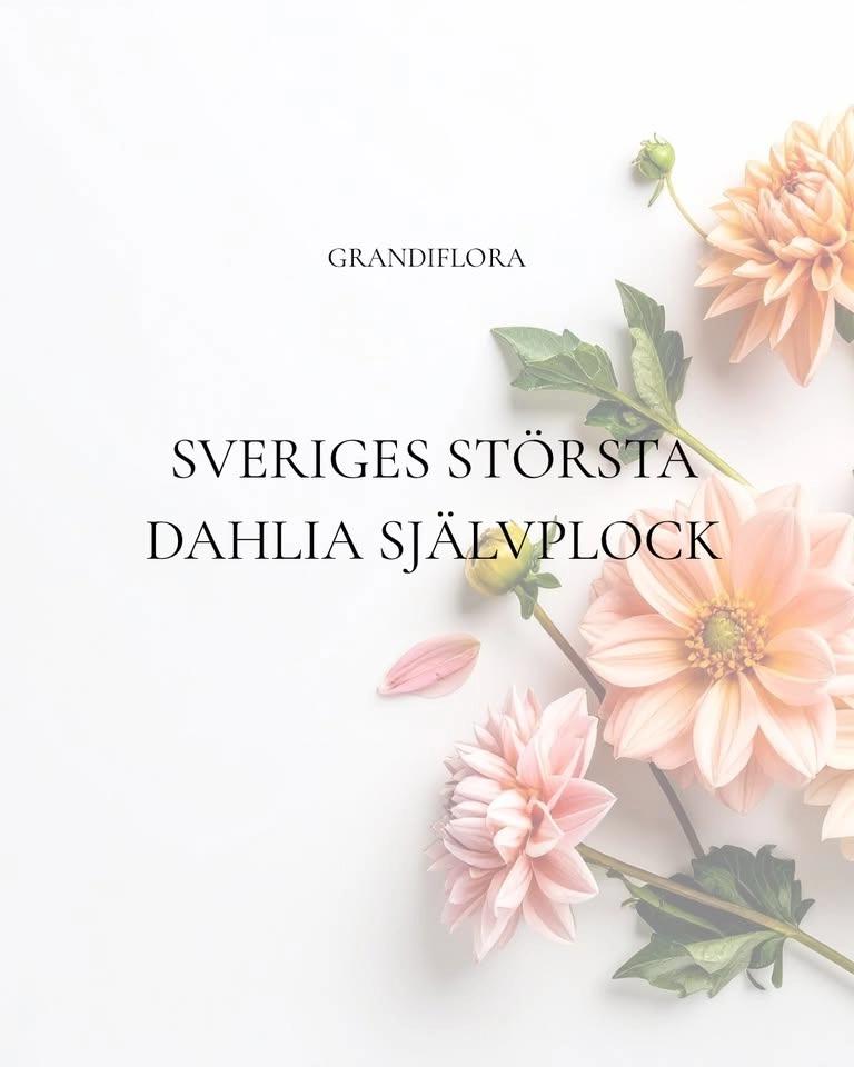 Plocka dahlior på Sveriges största självplock