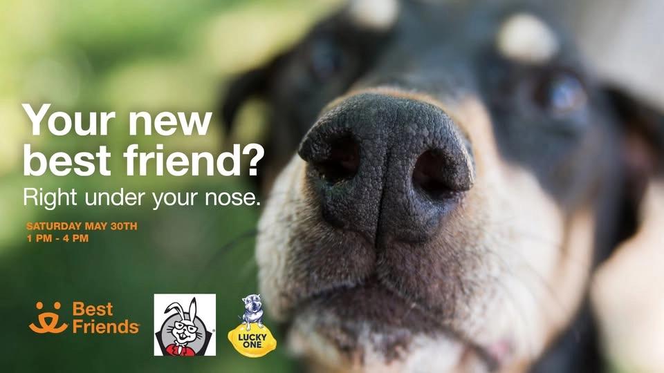 Houston: Adoption event with Spec's and Lucky One
