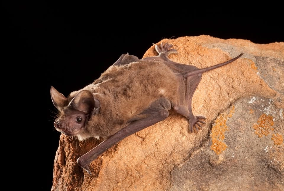 Discovery Walk: Bats & the Park