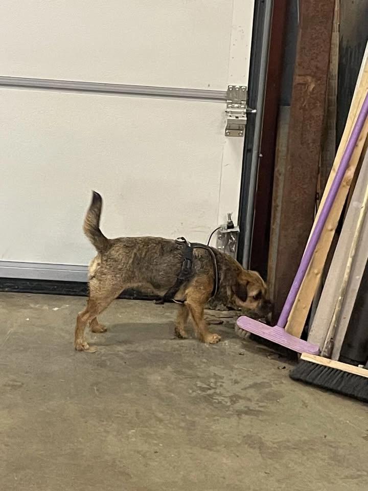 🐾 Nosework fortsättning steg 3 – Träna inför tävling! 🐾