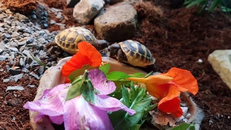 Sommerfest Schildkrötenauffangstation Dorsten e.V,